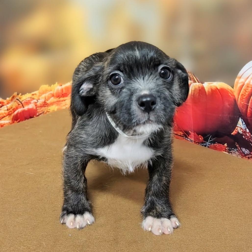 Enlarge Ella, a Adoptable mixed breed in Griswold, CT image 4/6