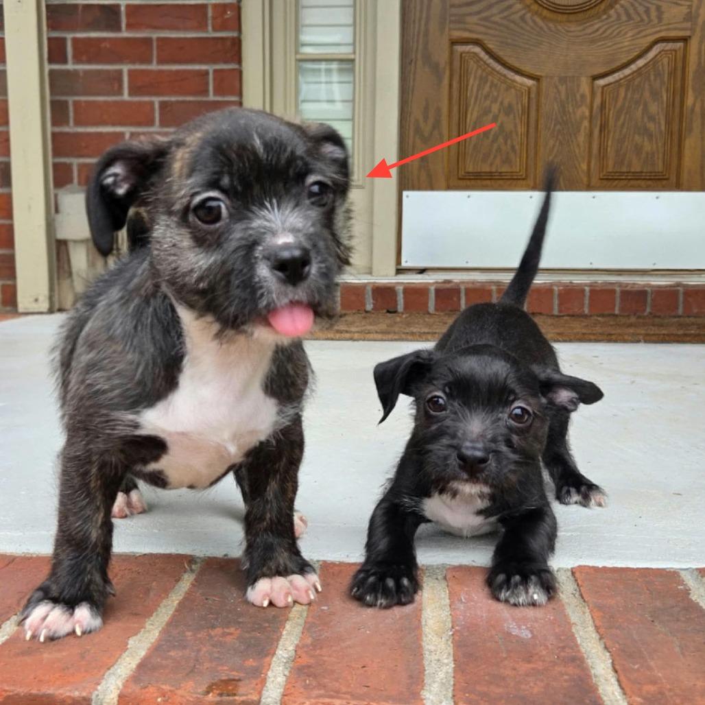 Enlarge Ella, a Adoptable mixed breed in Griswold, CT image 5/6