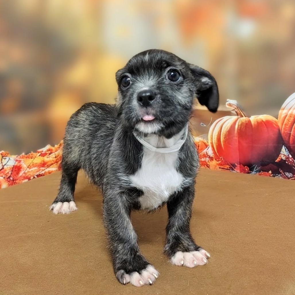 Enlarge Ella, a Adoptable mixed breed in Griswold, CT image 6/6