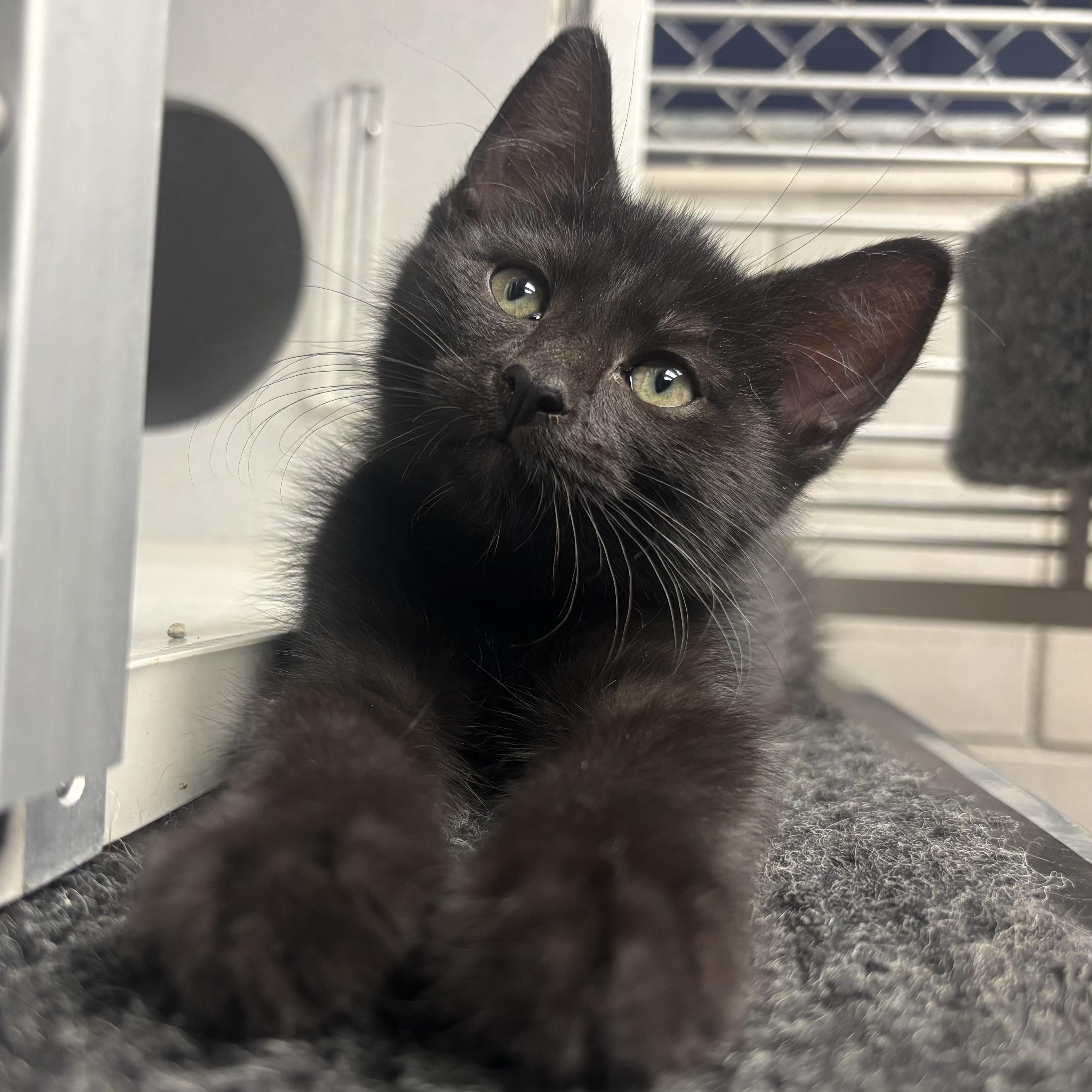 Stallone, Baby Male Domestic Short Hair