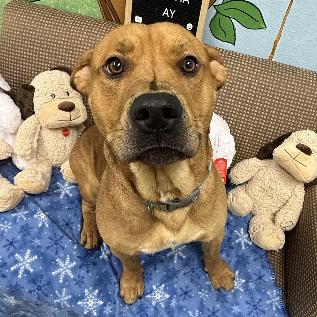 Enlarge Peanut, a Adoptable mixed breed in Palestine, TX image 1/6