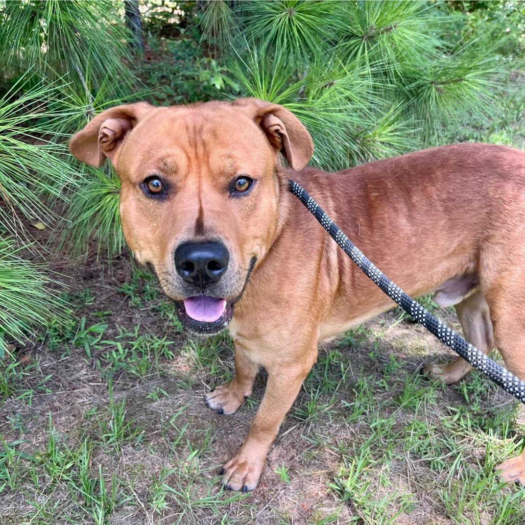Enlarge Peanut, a Adoptable mixed breed in Palestine, TX image 2/6