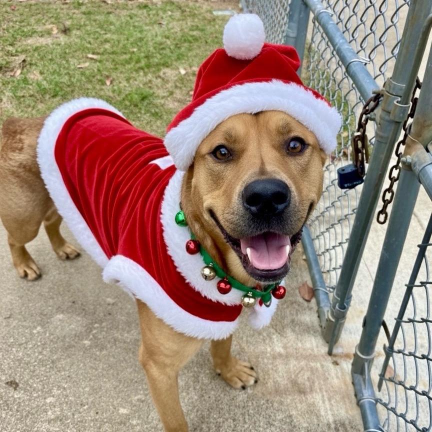 Enlarge Peanut, a Adoptable mixed breed in Palestine, TX image 3/6