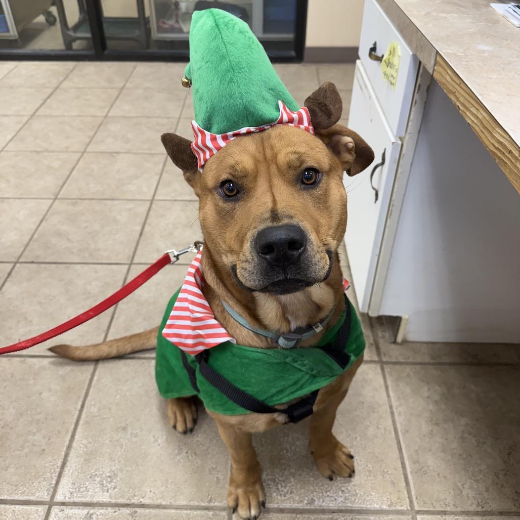 Enlarge Peanut, a Adoptable mixed breed in Palestine, TX image 4/6