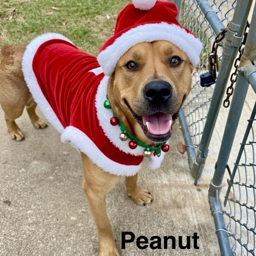 Enlarge Peanut, a Adoptable mixed breed in Palestine, TX image 5/6
