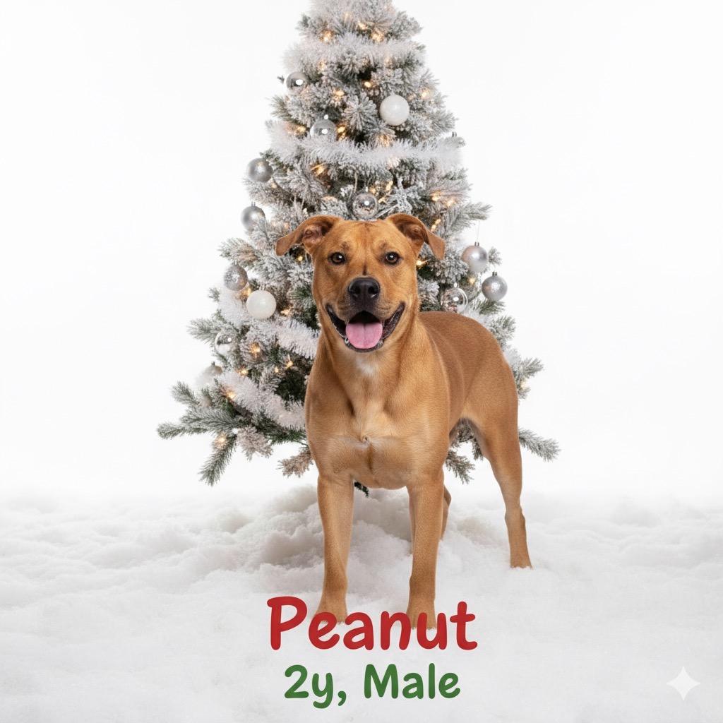 Enlarge Peanut, a Adoptable mixed breed in Palestine, TX image 6/6
