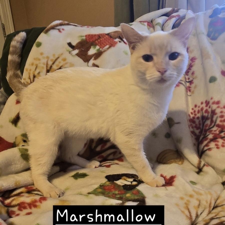 Enlarge Marshmallow, an adopted Siamese in Bentonville, AR image 1/1