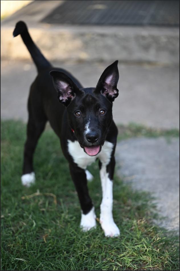 Shorty, a Adoptable mixed breed in Fort Worth, TX image 1/2