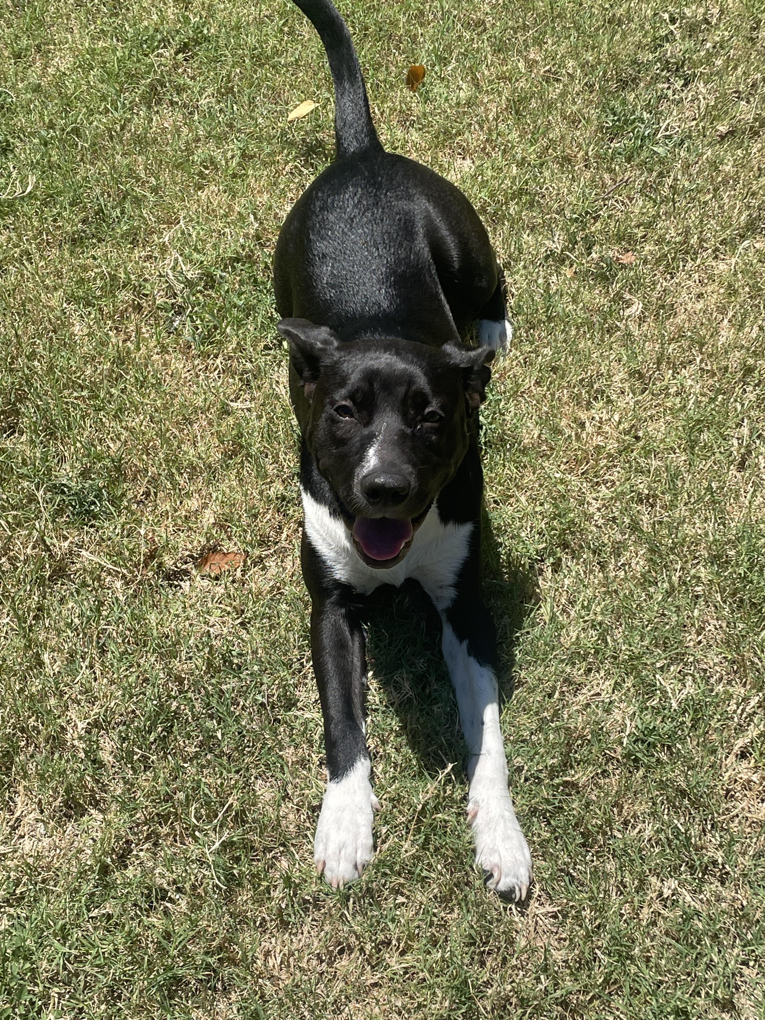 Shorty, a Adoptable mixed breed in Fort Worth, TX image 2/2