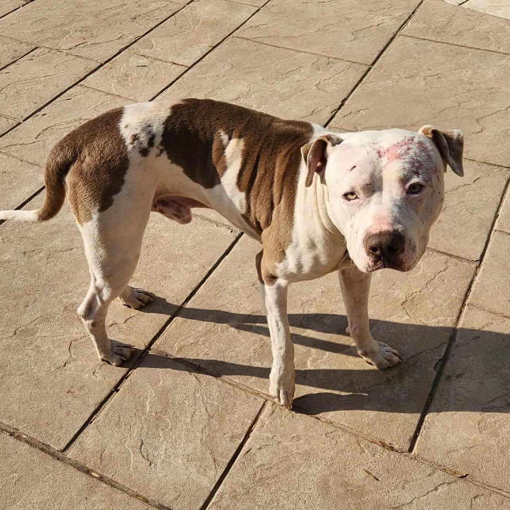 Bruce, Adoptable, Adult Male American Bulldog.