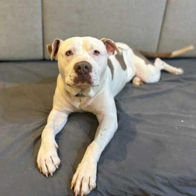 Enlarge Bruce, a Adoptable American Bulldog in Hackett, AR image 2/6