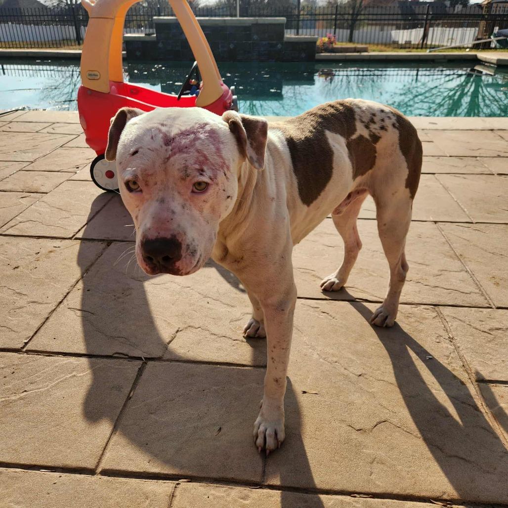 Enlarge Bruce, a Adoptable American Bulldog in Hackett, AR image 3/6