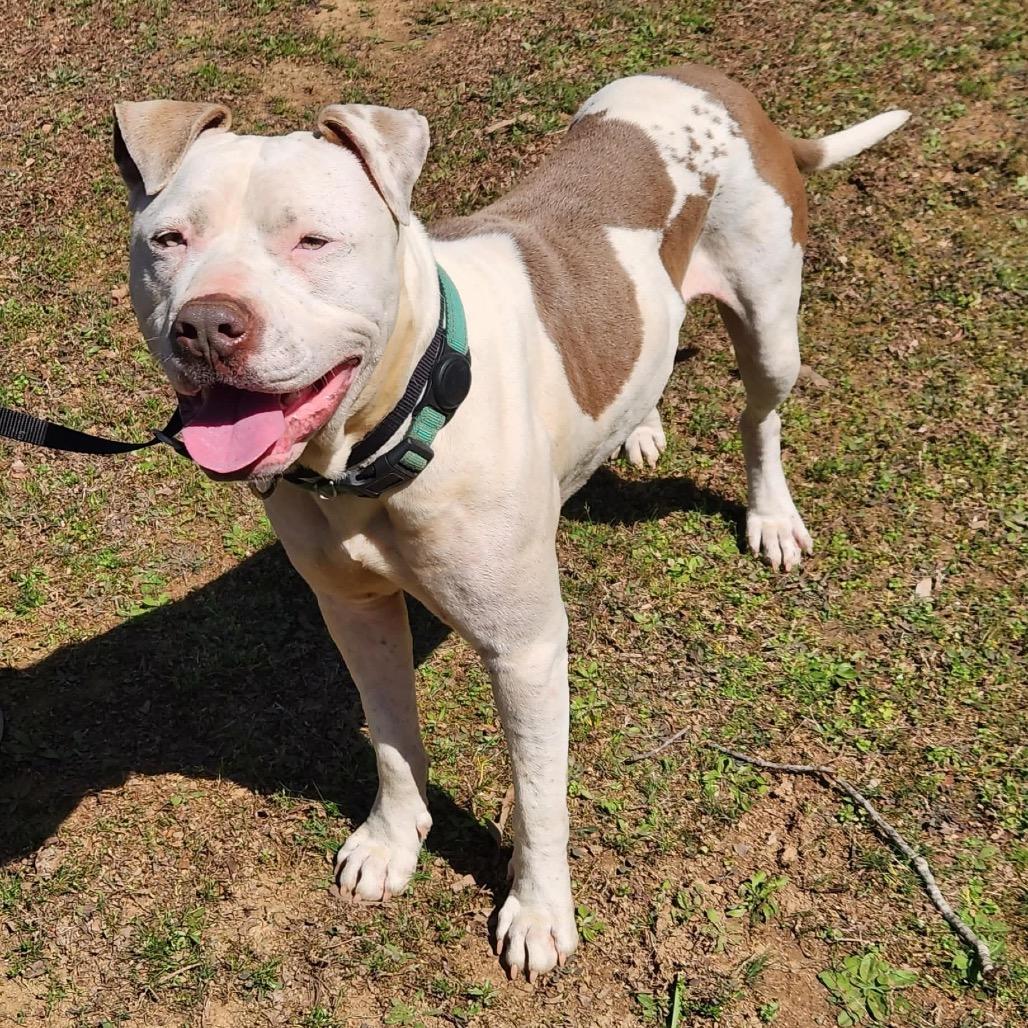 Enlarge Bruce, a Adoptable American Bulldog in Hackett, AR image 4/6