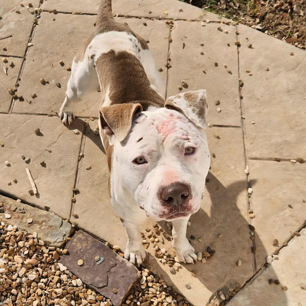 Enlarge Bruce, a Adoptable American Bulldog in Hackett, AR image 5/6