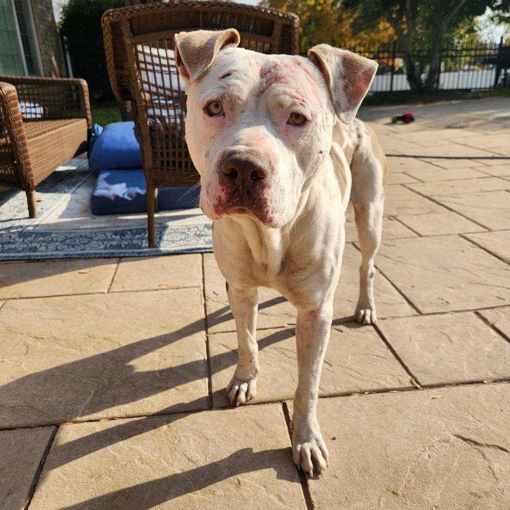 Enlarge Bruce, a Adoptable American Bulldog in Hackett, AR image 6/6