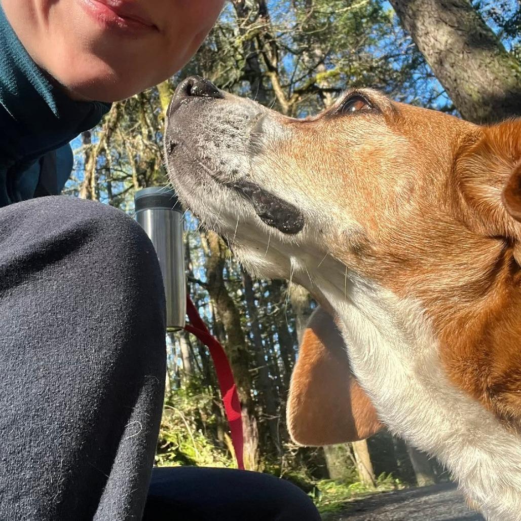 Enlarge Ollie, a Adoptable Beagle in Victoria, BC image 1/6