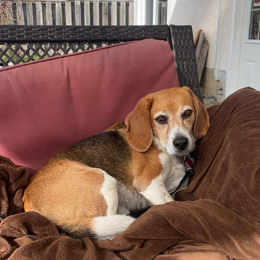 Enlarge Ollie, a Adoptable Beagle in Victoria, BC image 2/6