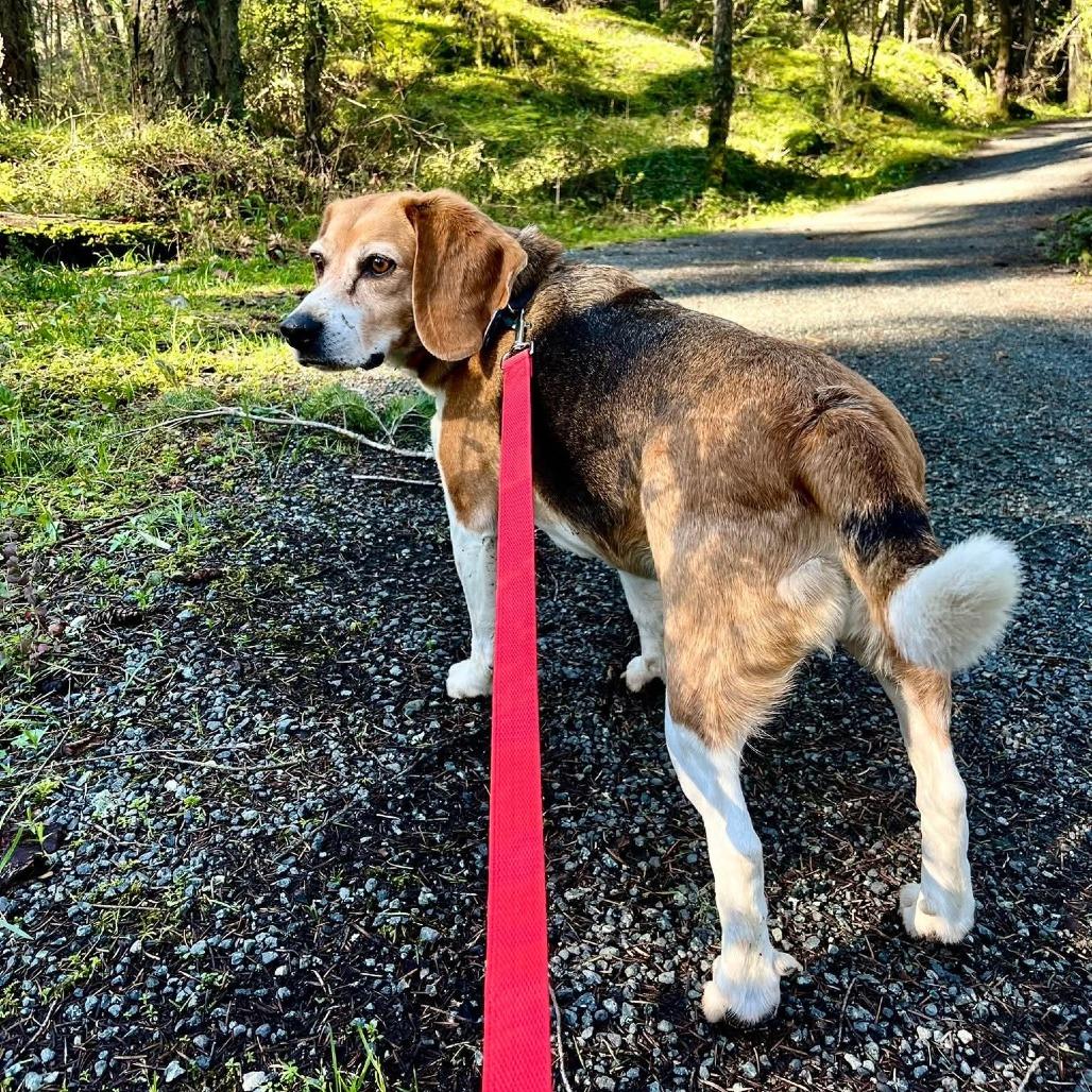 Enlarge Ollie, a Adoptable Beagle in Victoria, BC image 3/6