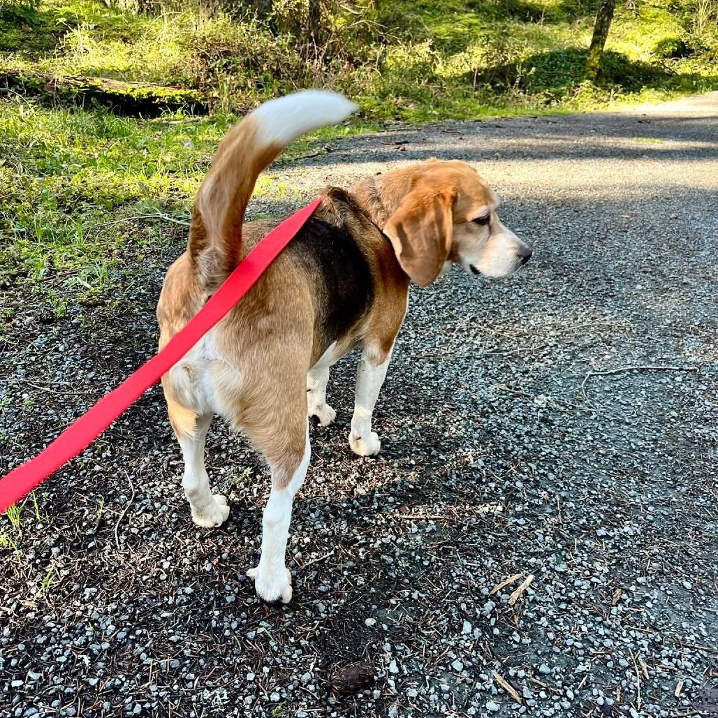 Enlarge Ollie, a Adoptable Beagle in Victoria, BC image 4/6