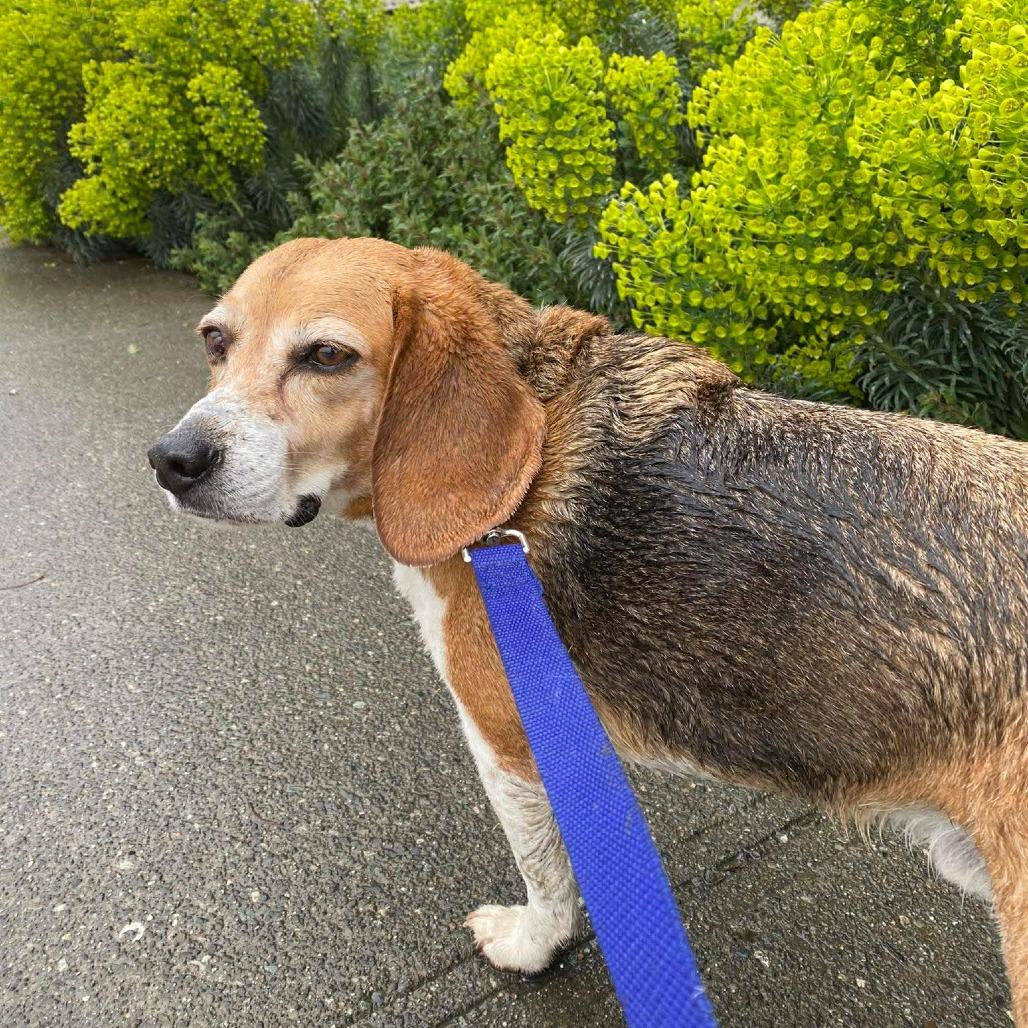Enlarge Ollie, a Adoptable Beagle in Victoria, BC image 5/6