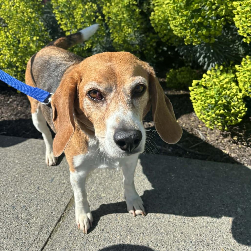 Enlarge Ollie, a Adoptable Beagle in Victoria, BC image 6/6
