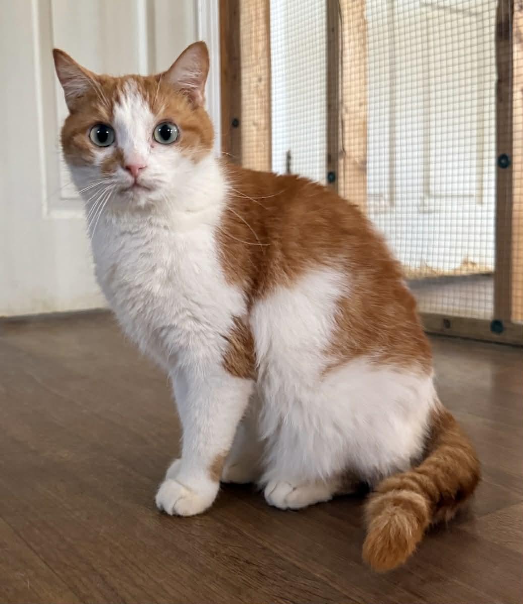 Claire, Adoptable, Adult Female Domestic Short Hair.