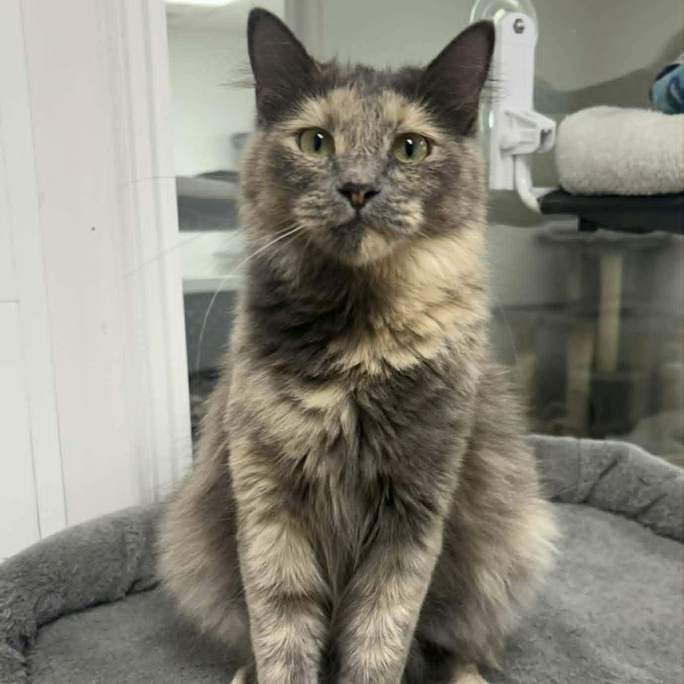 Smoke, an adopted Domestic Medium Hair in Rushville, IL image 1/2