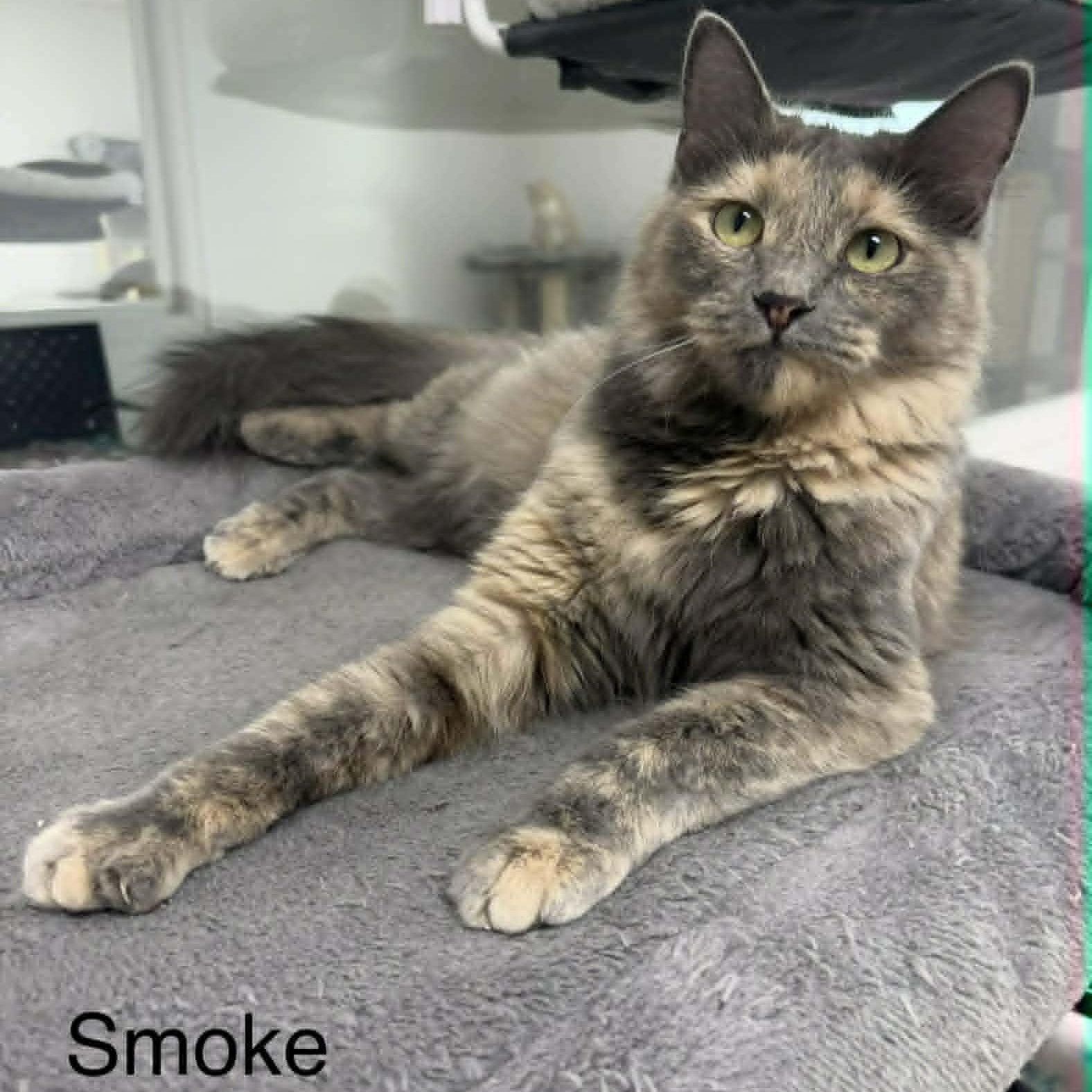 Smoke, an adopted Domestic Medium Hair in Rushville, IL image 2/2