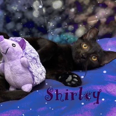 Laverne & Shirley photo 2