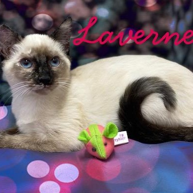 Laverne & Shirley photo 6