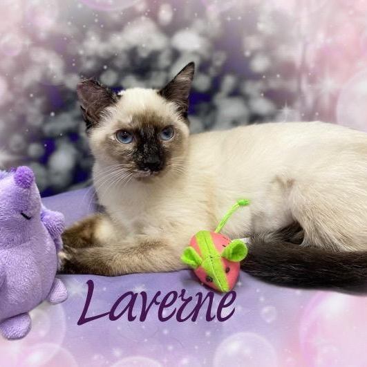 Laverne & Shirley photo 4