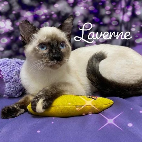 Laverne & Shirley photo 1