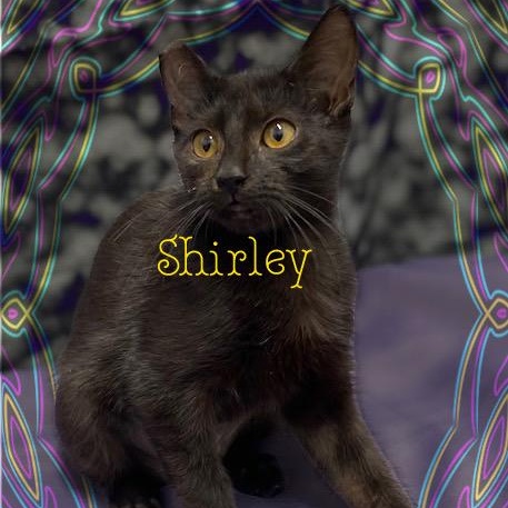 Laverne & Shirley photo 5