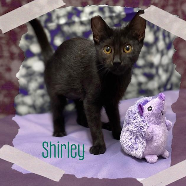 Laverne & Shirley photo 3