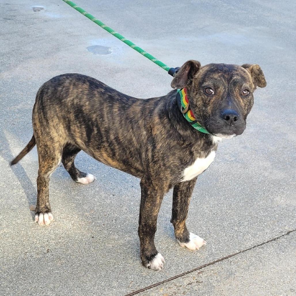 Stuart, Adoptable, Young Male Pit Bull Terrier.