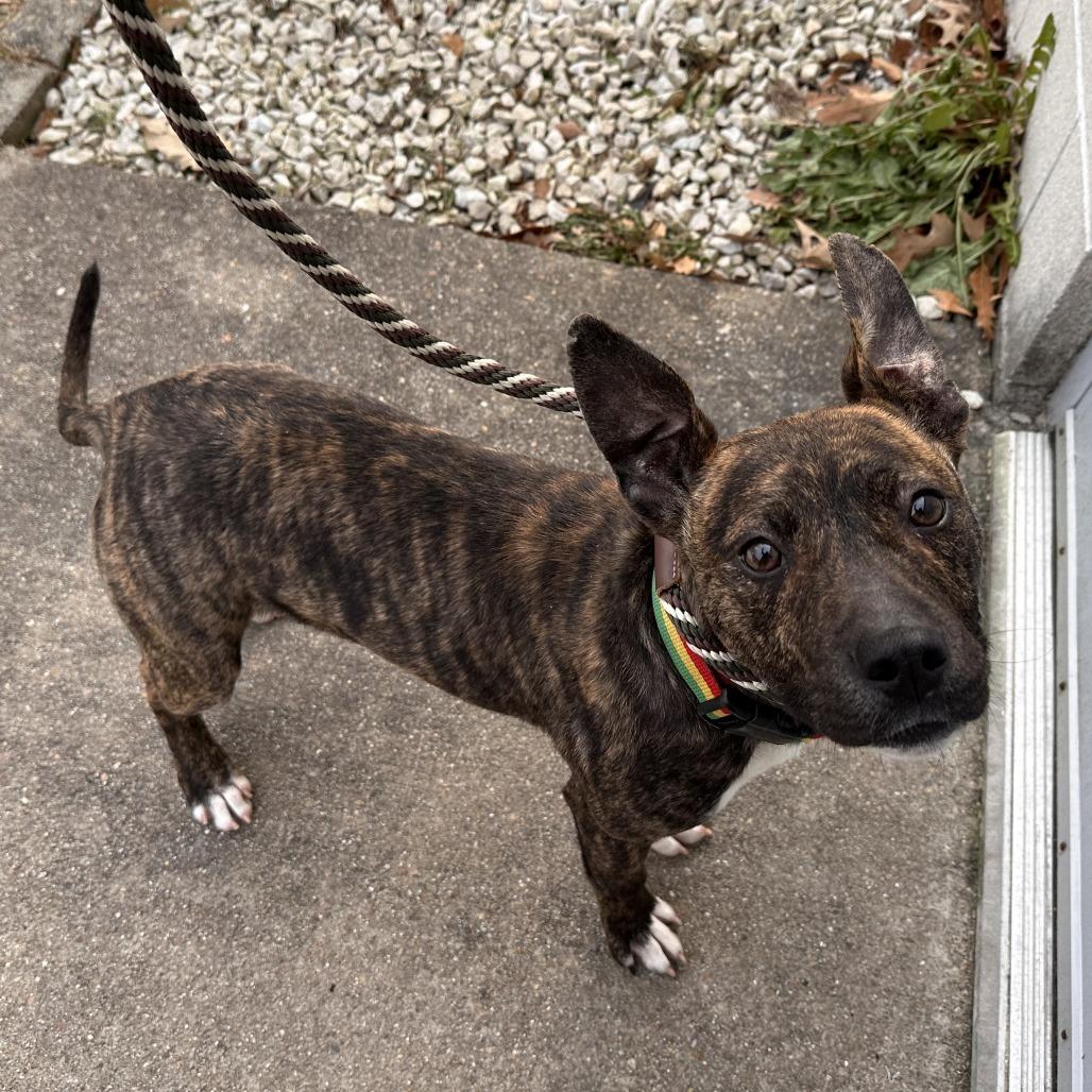 Enlarge Stuart, a Adoptable mixed breed in Chesapeake, VA image 2/2