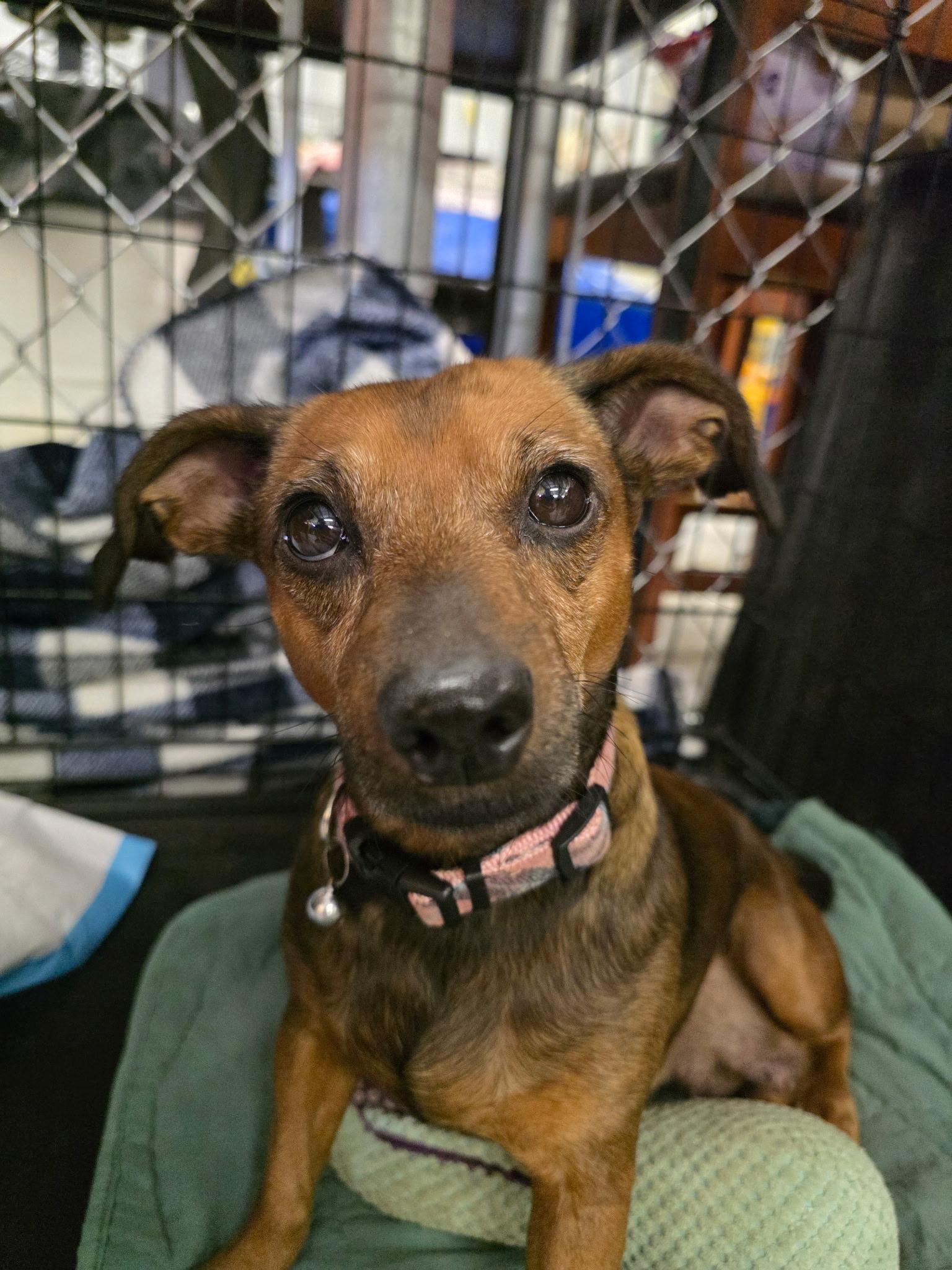 Enlarge Fanny, a Adoptable Chiweenie in Muldrow, OK image 3/3