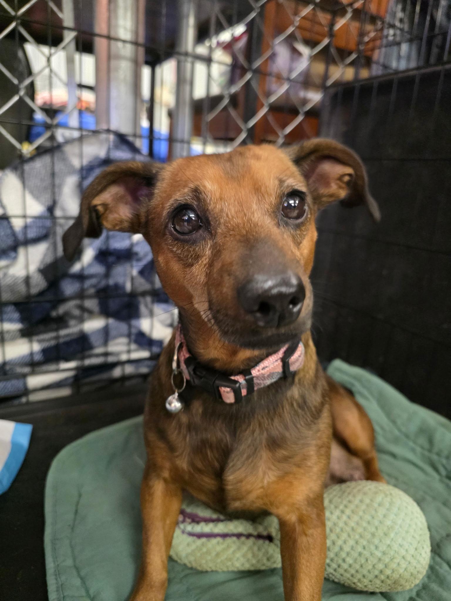 Fanny, Adoptable, Adult Female Chiweenie.