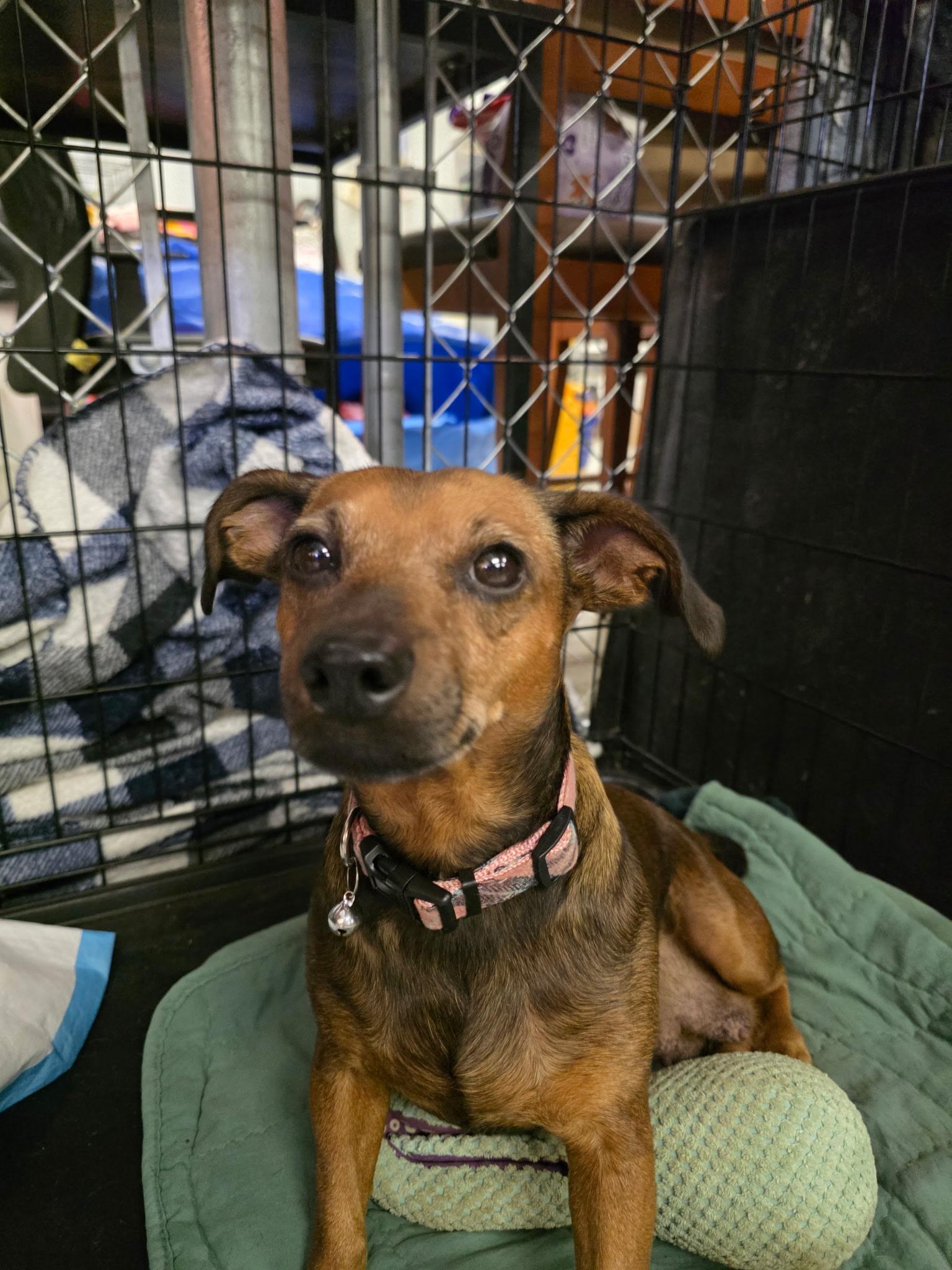 Enlarge Fanny, a Adoptable Chiweenie in Muldrow, OK image 2/3