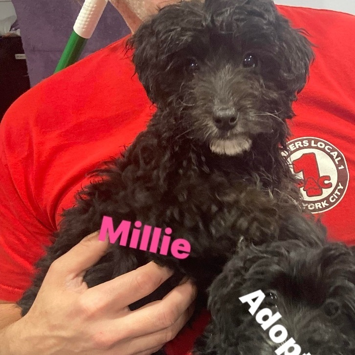 Millie, an adopted Goldendoodle & Miniature Poodle Mix in North Arlington, NJ_image-1
