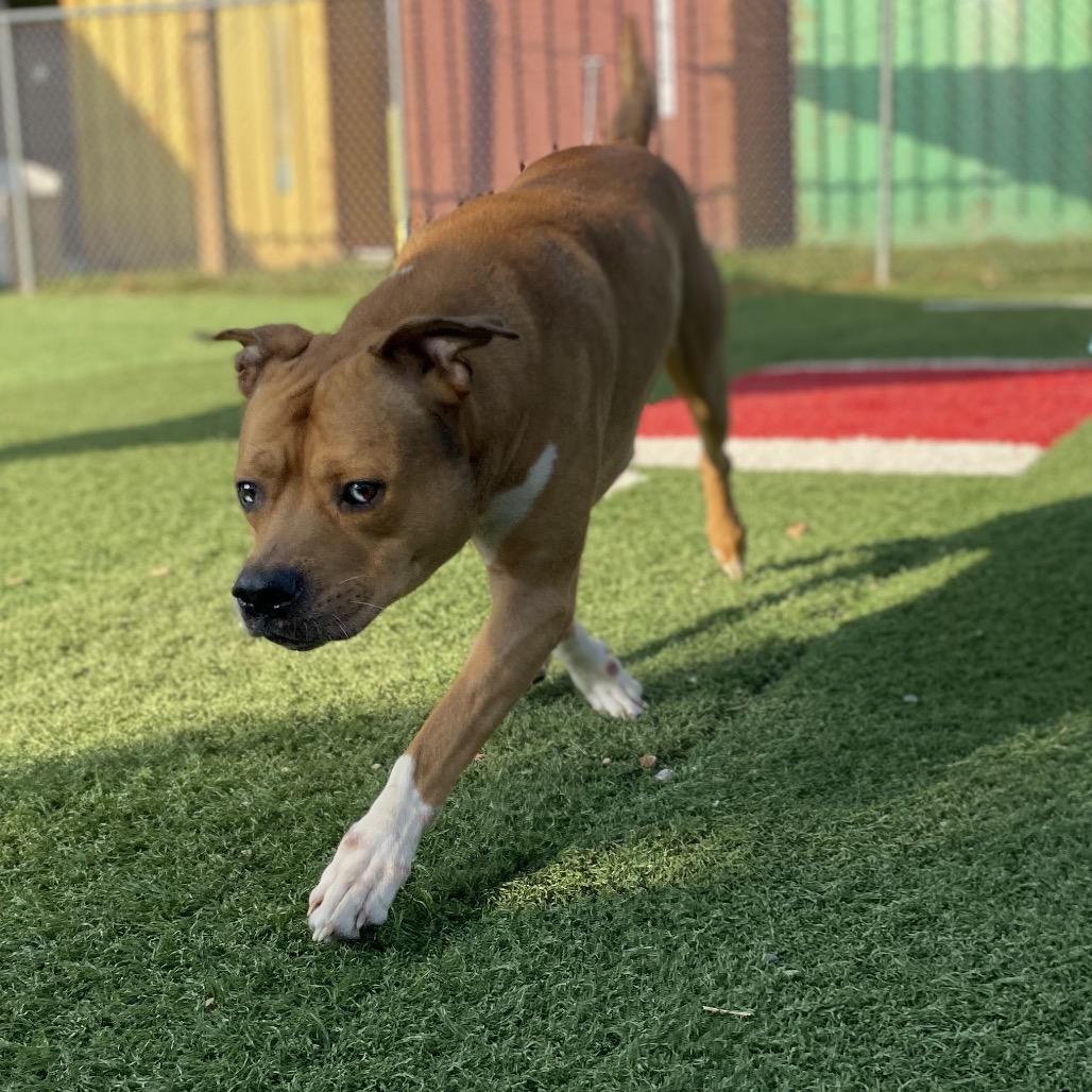 Enlarge Mummy, a Adoptable Mixed Breed in Batavia, OH image 1/6