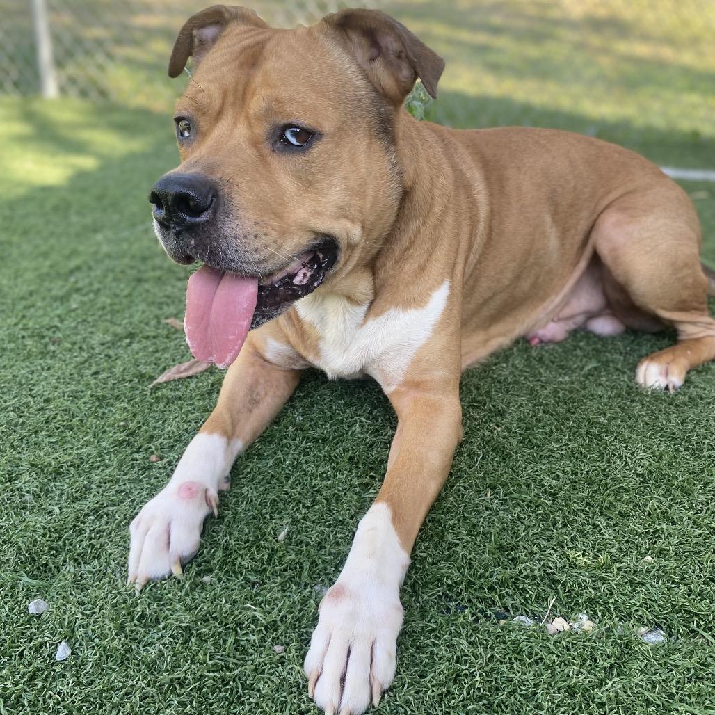 Enlarge Mummy, a Adoptable Mixed Breed in Batavia, OH image 2/6