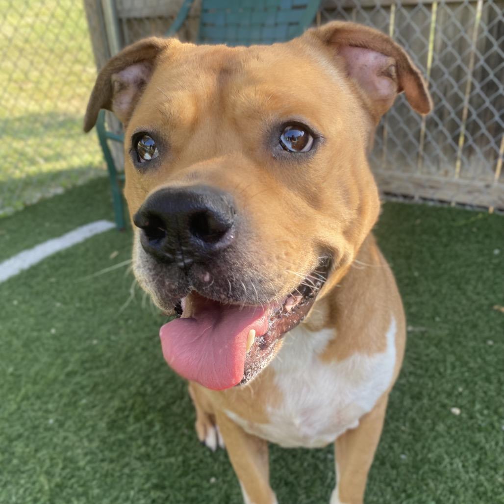 Enlarge Mummy, a Adoptable Mixed Breed in Batavia, OH image 3/6