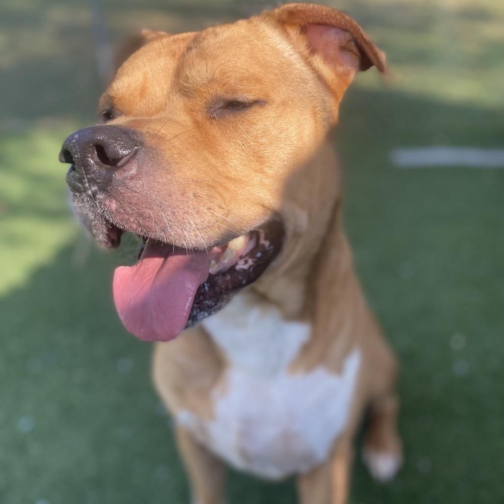 Enlarge Mummy, a Adoptable Mixed Breed in Batavia, OH image 5/6