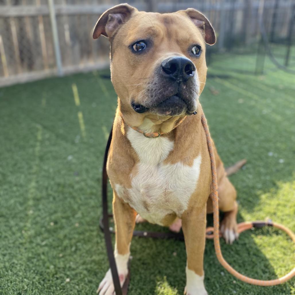 Enlarge Mummy, a Adoptable Mixed Breed in Batavia, OH image 6/6