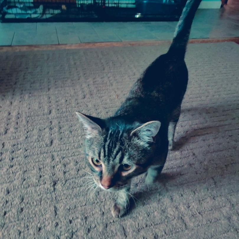 Buddy, Adoptable, Adult Male Domestic Short Hair.