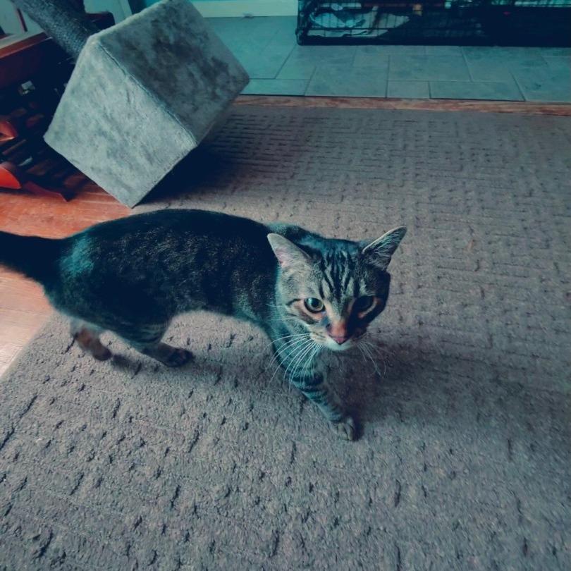 Buddy, a Adoptable Domestic Short Hair in Tulsa, OK image 2/4