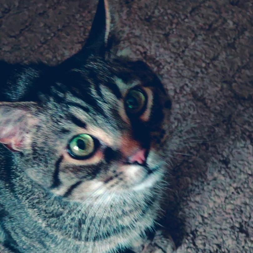 Buddy, a Adoptable Domestic Short Hair in Tulsa, OK image 3/4