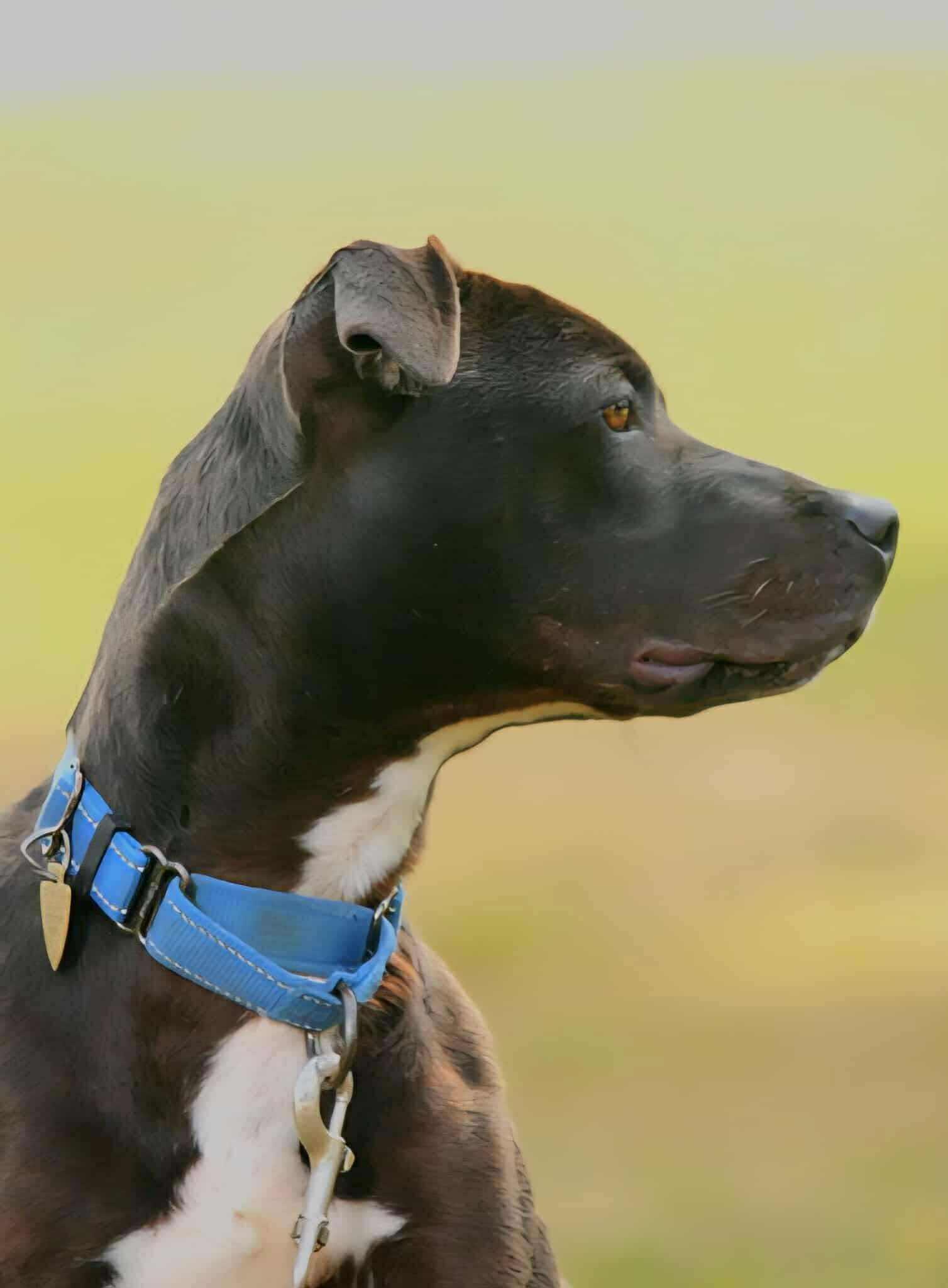 Crosby, a Adoptable Mixed Breed in Battle Ground, WA image 1/6