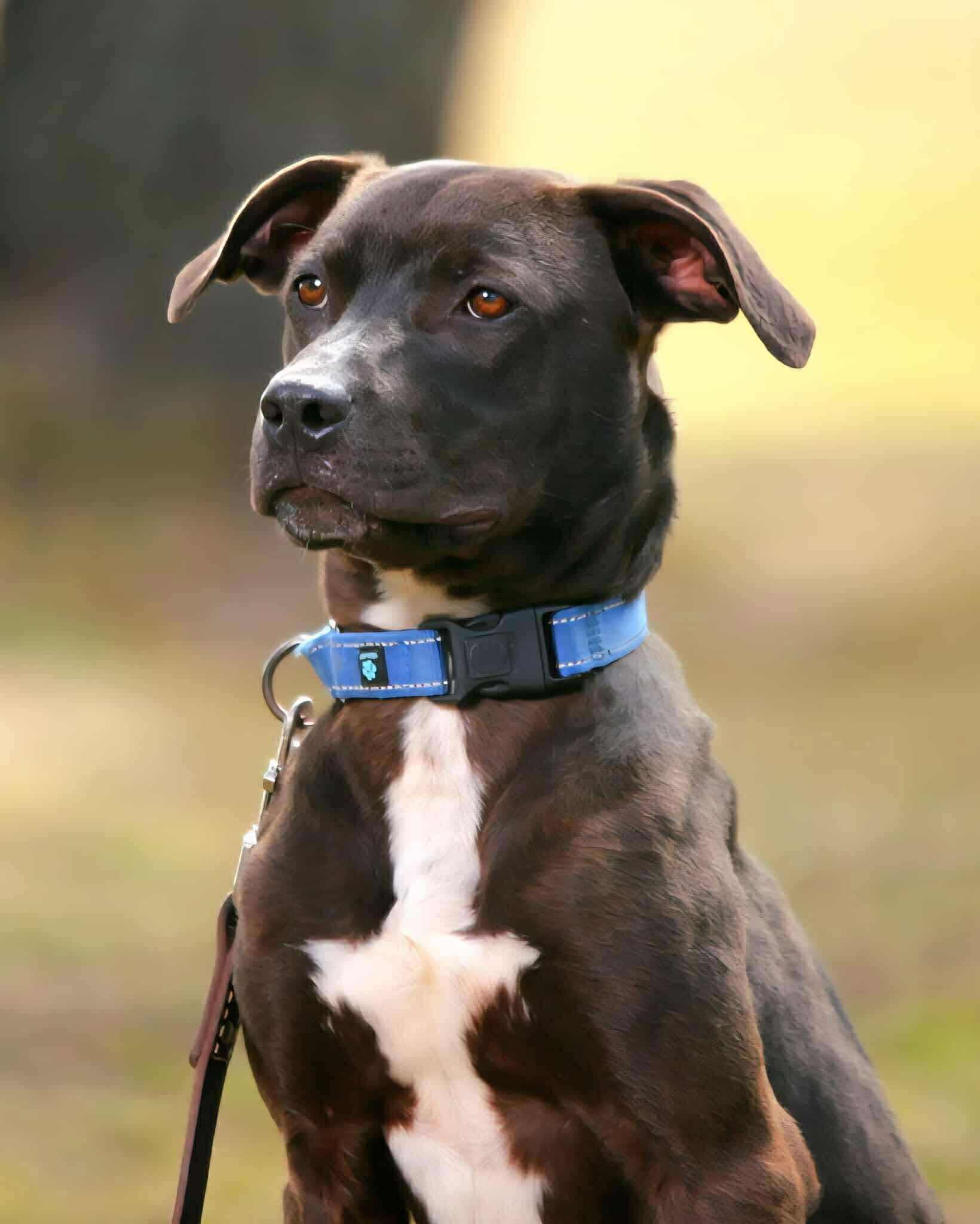 Crosby, a Adoptable Mixed Breed in Battle Ground, WA image 3/6